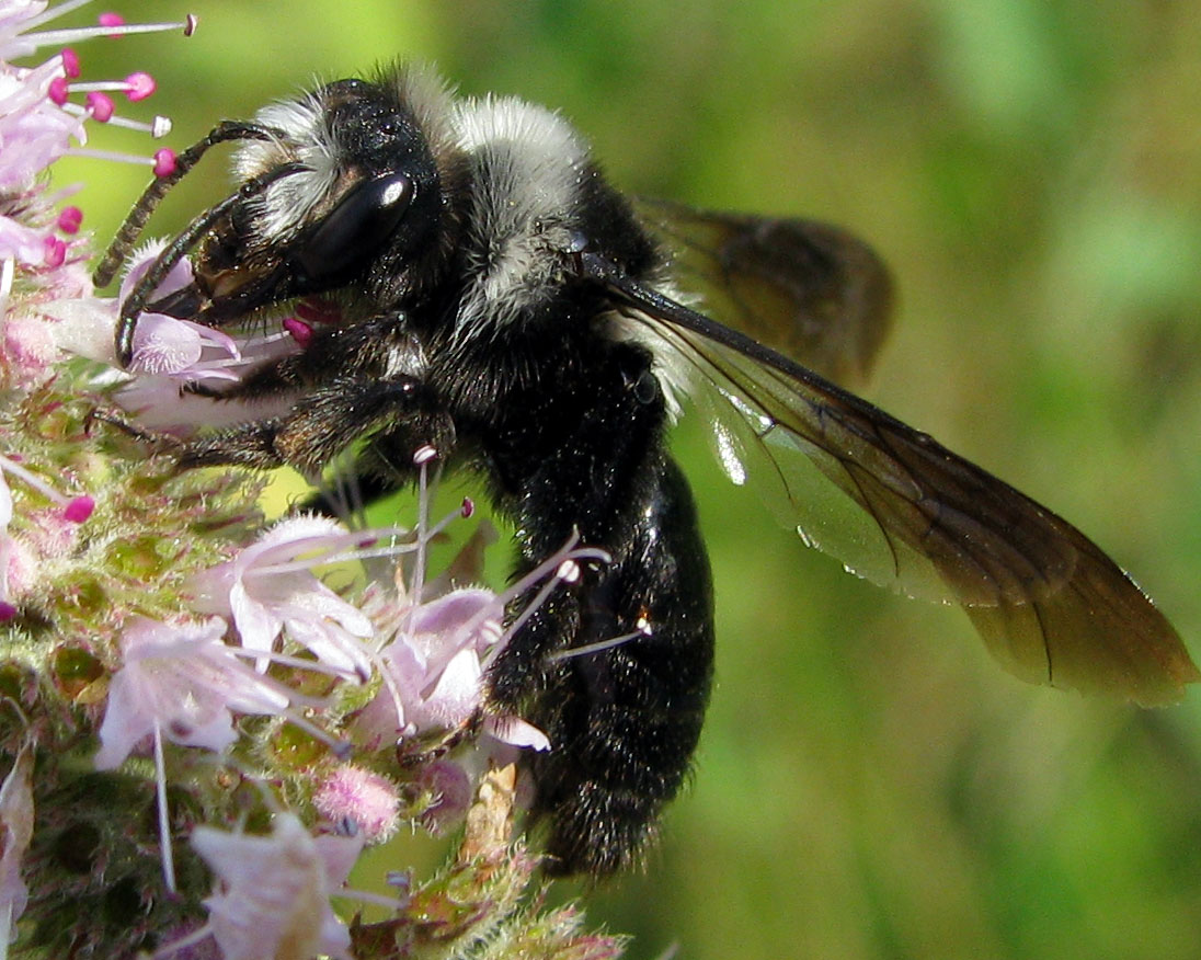 Andrena cineraria (Apidae Andreninae)